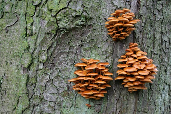 fungi growing on the side of a tree